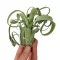 Tillandsia Curly Slim - Kisebb