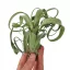 Tillandsia Curly Slim - Kisebb