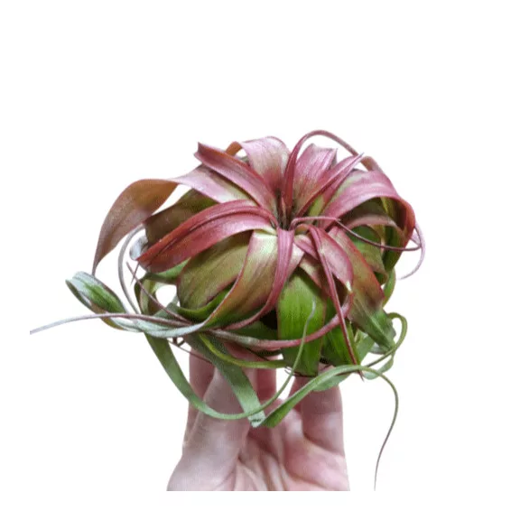 Tillandsia eric knobloch Tillandsia eric knobloch