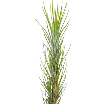Tillandsia funchiana