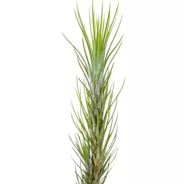 Tillandsia funchiana