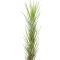 Tillandsia funchiana