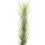 Tillandsia funchiana