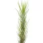 Tillandsia funchiana
