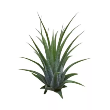 Tillandsia ionantha green