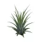 Tillandsia ionantha green