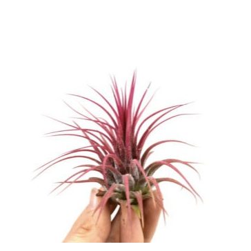 Tillandsia ionantha red többféle méret