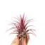 Tillandsia ionantha red többféle méret