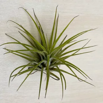 Tillandsia