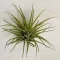 Tillandsia