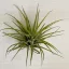 Tillandsia