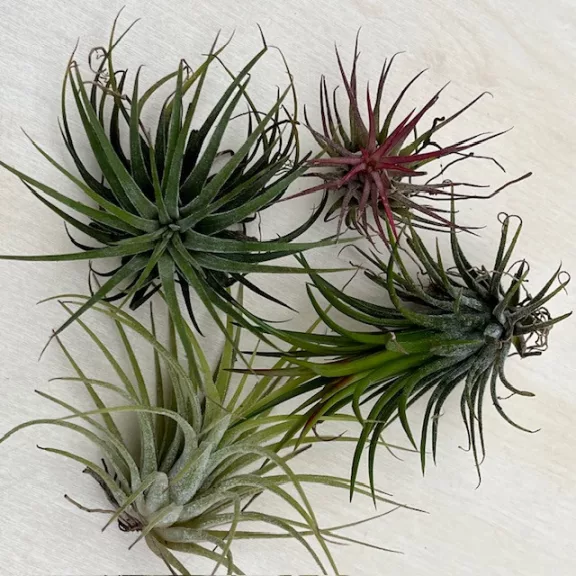 Tillandsia