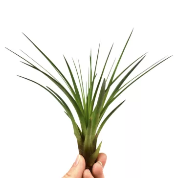 Tillandsia Melanocrater
