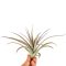 Tillandsia Multiflora red