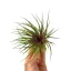 Tillandsia Rainforest Red
