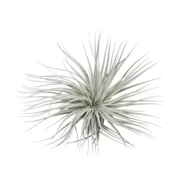 Tillandsia Silver Kop 20 cm