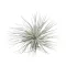 Tillandsia Silver Kop 20 cm