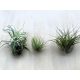 Tillandsia 10-20cm