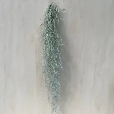 Tillandsia usneoides - Szakállbromélia