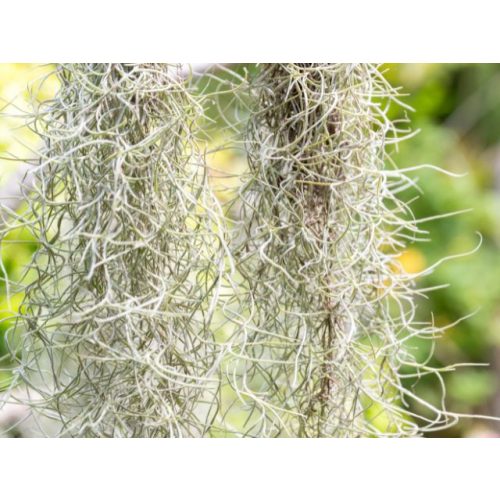 Tillandsia usneoides - Szakállbromélia