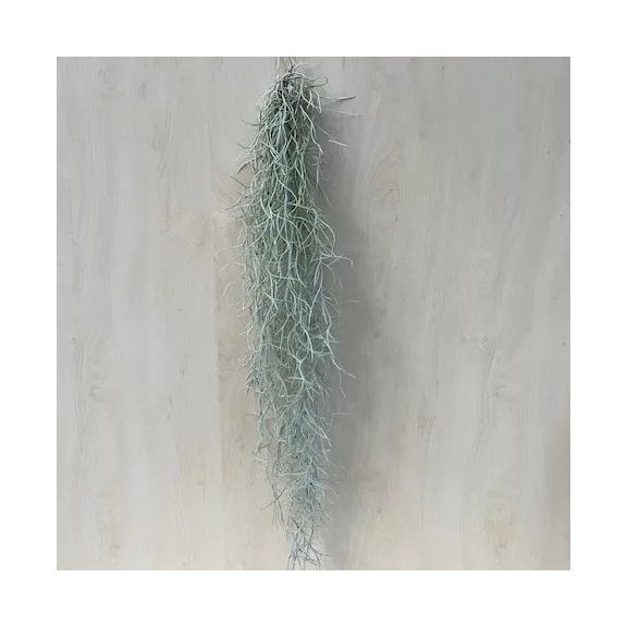 Tillandsia usneoides - Szakállbromélia Tillandsia usneoides - Szakállbromélia