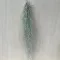Tillandsia usneoides - Szakállbromélia