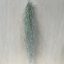 Tillandsia usneoides - Szakállbromélia