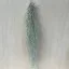 Tillandsia usneoides - Szakállbromélia