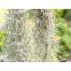 Tillandsia usneoides - Szakállbromélia