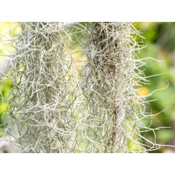 Tillandsia usneoides - Szakállbromélia Tillandsia usneoides - Szakállbromélia