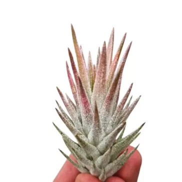 Tillandsia vanhyningii 'Pink'