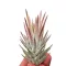 Tillandsia vanhyningii 'Pink'