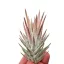 Tillandsia vanhyningii 'Pink'