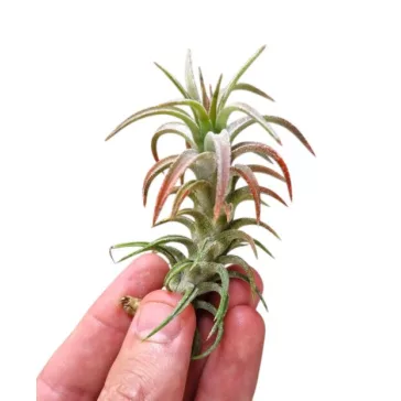Tillandsia vanhyningii 'Red'