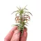 Tillandsia vanhyningii 'Red'