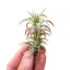 Tillandsia vanhyningii 'Red'