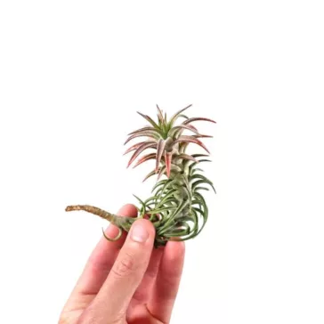 Tillandsia vanhyningii 'Red'
