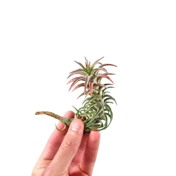 Tillandsia vanhyningii 'Red'