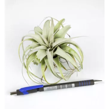 Tillandsia Xerographica Bonsai