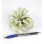 Tillandsia Xerographica Bonsai