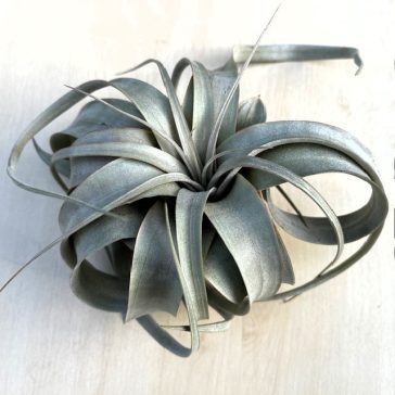 Tillandsia Xerographica