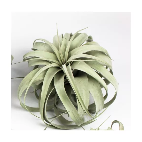 Tillandsia Xerographica