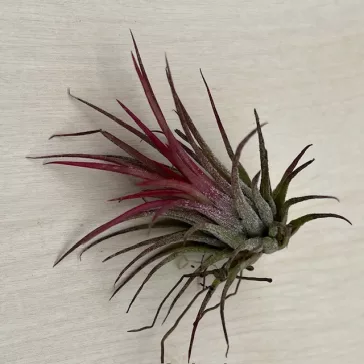 Tillandsia ionantha 5cm