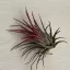Tillandsia ionantha 5cm
