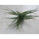 Tillandsia 6.