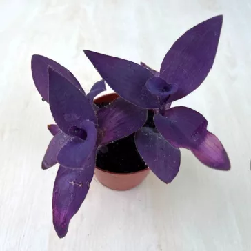 Tradescantia 'purple heart'