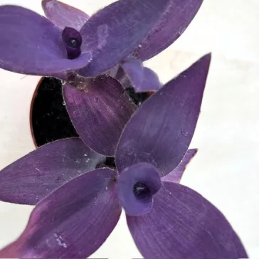 Tradescantia 'purple heart'