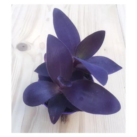 Tradescantia 'purple heart'