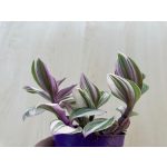 Tradescantia bicolor