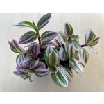Tradescantia bicolor